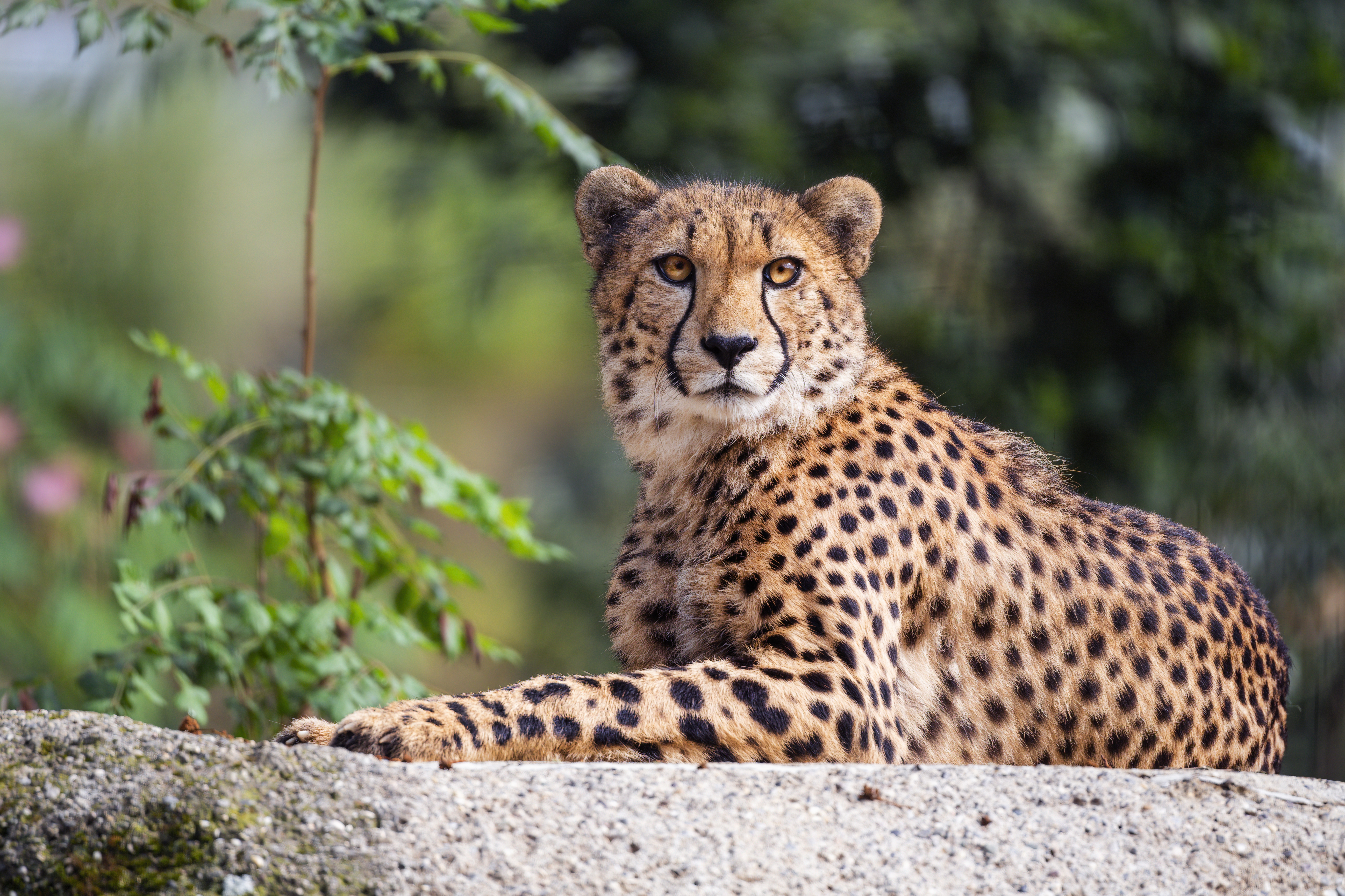 reclining cheetah