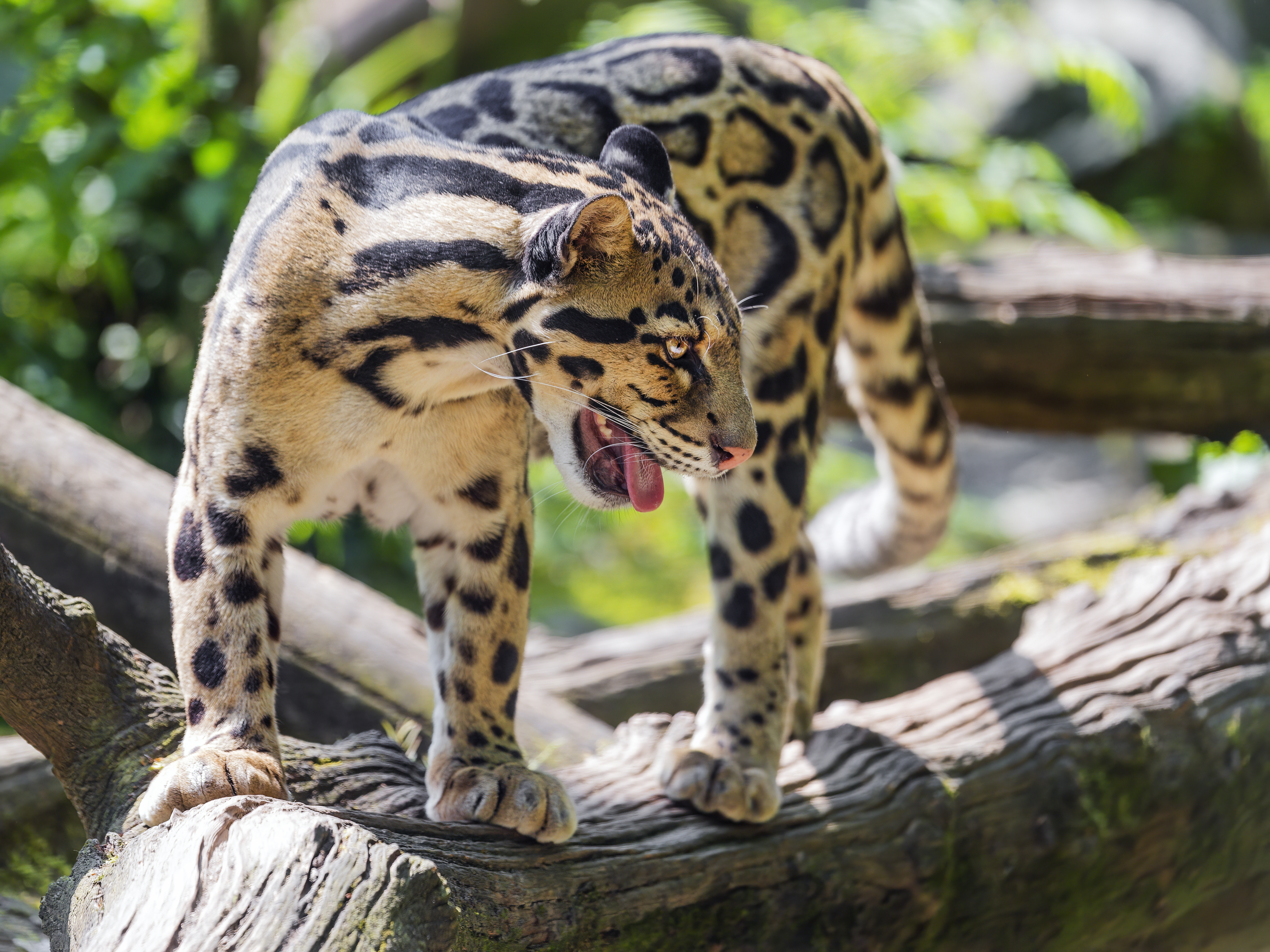 clouded leopard on a tree branch