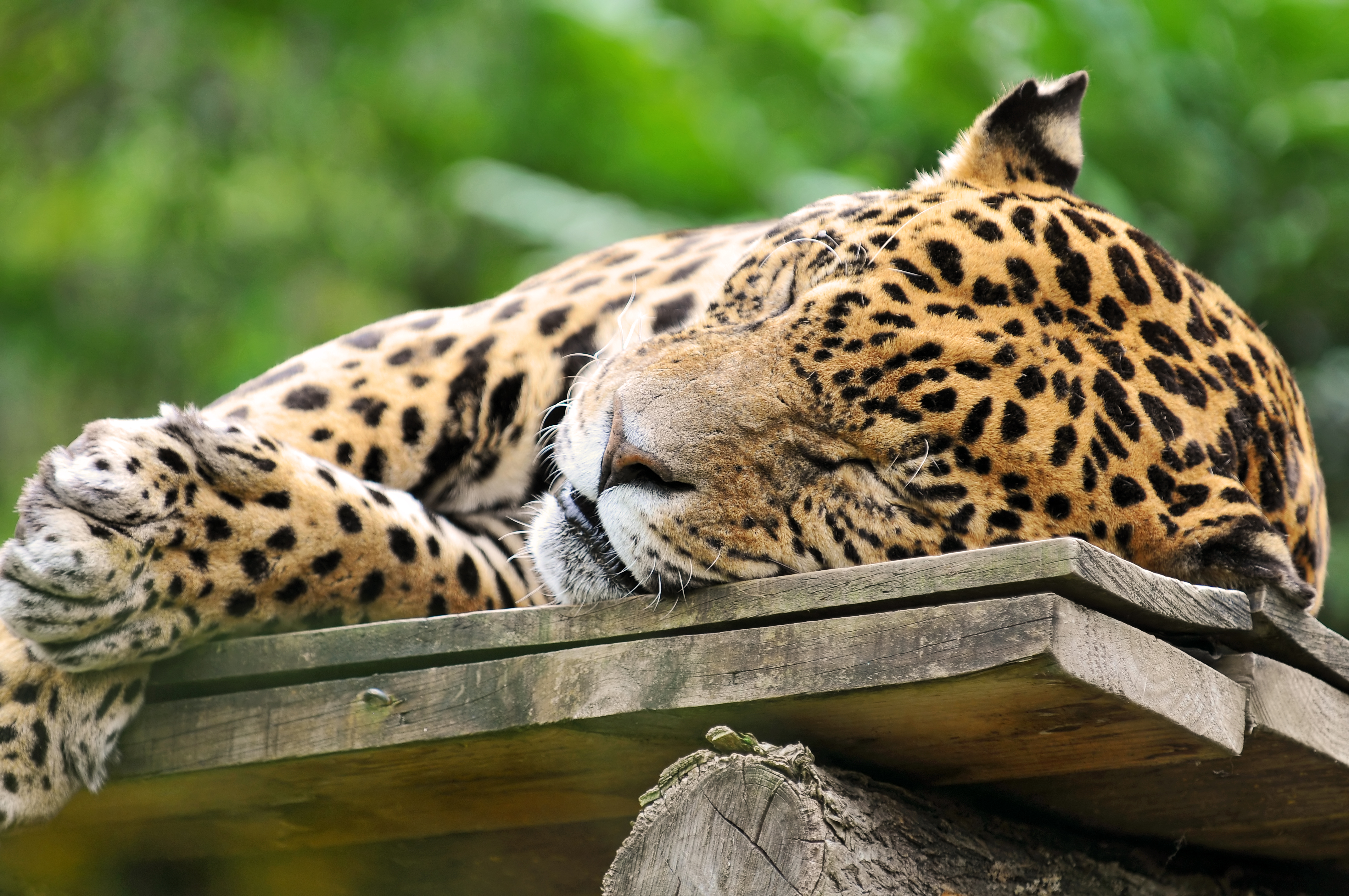 sleeping jaguar